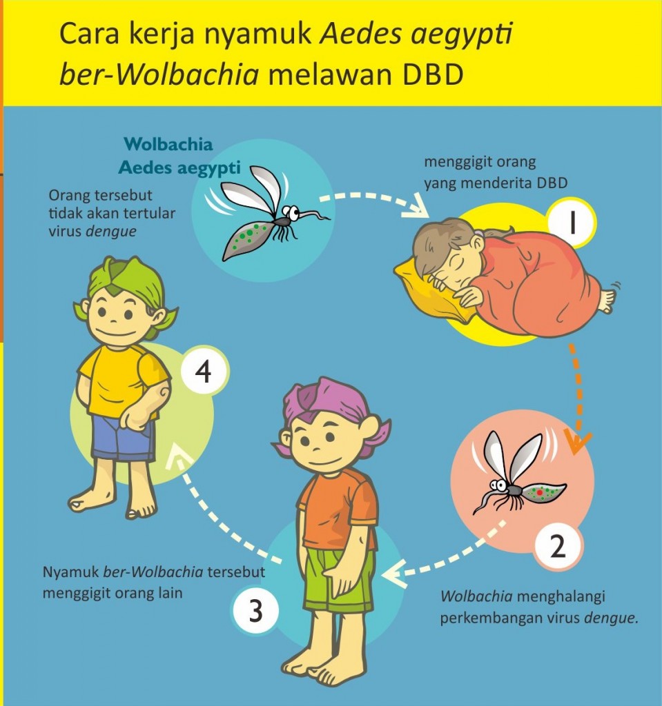 Nyamuk Aedes Aegypti ber-Wolbachia, Solusi Atasi Penyebaran Demam Berdarah